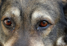 Na działce znęcał się nad zwierzętami. Swoje wycierpiały psy, większość gołębi była martwa