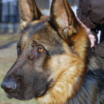 Trwa poszukiwanie funkcjonariuszy. Muszą mieć cztery łapy…