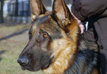 Bomba miała „cykać” w katowickiej siedzibie PO