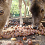 Śląski Ogród Zoologiczny zbiera żołędzie