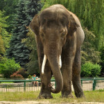 Thisiam, słoń indyjski z zoo, wciąż na walizkach