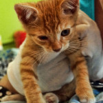 Miasto szuka firmy, która będzie elektronicznie znakować psy i koty w Katowicach