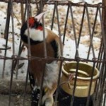 Złapali ornitologa amatora. Lubił śpiew ptaków i zastawiał sidła. Grozi mu areszt lub grzywna