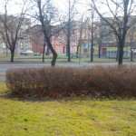 W Katowicach nie będzie akcji oprysków przeciw kleszczom