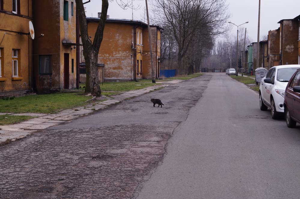 Więcej autobusów na Borki i Bagno? KZK GOP i miasto jednym głosem mówią „nie”. 30 lat problemu