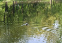 Na wniosek radnego miasto zadba o Staw Borki. Koniec z zaśmiecaniem terenu i niszczeniem plaży?