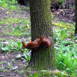 Jest zgoda na wycinkę ponad 1,3 tys. drzew przy Parku Śląskim. „Betonoza”