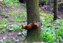 Co z modernizacją Parku Olimpijczyków w Szopienicach?