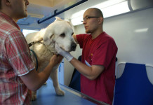 W Katowicach rusza „Psi Uniwersytet”. Ma pomóc w wychowaniu czworonogów