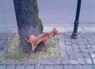Dla psa nie będzie kary za brak biletu. Koleje Śląskie łaskawe, ale tylko w sobotę