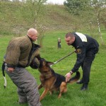 Rico, Hektor i Balu zdały egzamin śpiewająco. Straż Miejska w Katowicach ma atestowane psy