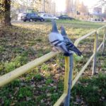 Nie będzie enklaw dla gołębi w Katowicach. Miasto myślało nad nimi 3 miesiące