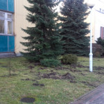 Dziki grasują przy Górnośląskim Centrum Zdrowia Dziecka w Katowicach. Zagrażają pacjentom (zdjęcia)