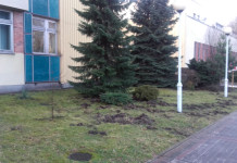 Dziki grasują przy Górnośląskim Centrum Zdrowia Dziecka w Katowicach. Zagrażają pacjentom (zdjęcia)