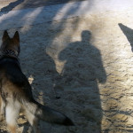 Mieszkańcy chcą budowy wybiegu dla psów. Zebrali podpisy i złożyli petycję