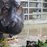 Hipopotam Hipolit zaprasza na 55 urodziny. Wpadniecie?