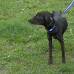 Maltretowany pies trafił do schroniska w Katowicach – szuka domu. Perełka była głodzona i bita