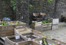 Uprawiają warzywa i zioła w centrum Katowic. „My tutaj chcemy mieć dżunglę”