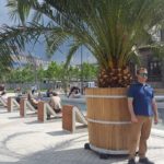 Palmy z Rynku zostaną na dłużej w Katowicach? Szukają domu na zimę