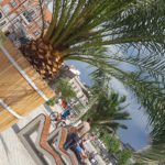 Palmy znikają z Rynku ale przezimują w Katowicach