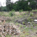 wycietedrzewapitrowice2