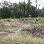 wycieterdrzewapiotrowice1_adriano