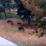 Dziki to coraz większy problem w Katowicach, częściej widać je na osiedlach. Będą odstrzały