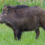 Dziki problem na drogach. W Katowicach wypadki i kolizje z udziałem zwierząt