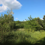 Powstanie ogromny parking przy Parku Śląskim. W „trawach i chwastach” czy na terenach zielonych?