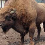 Żubry Murckowskie nie były mile widziane i rondem nie zostały. Ale wracają