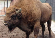 Żubry Murckowskie nie były mile widziane i rondem nie zostały. Ale wracają