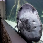 Wielkie akwaria w Śląskim Ogrodzie Zoologicznym. Kto w nich zamieszkał? (zdjęcia)