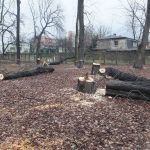 Radni chcą opracowania polityki ochrony drzew w Katowicach