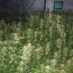 Plantacja marihuany w wynajętym domu. Biznesmen z Katowic