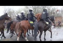 Policyjne konie z atestami. Nie boją się nawet strzałów i ognia