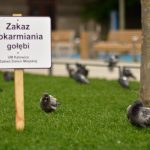 Katowiccy radni KO martwią się o gołębie w mieście. Chcą żeby miasto oznaczyło miejsca, gdzie są źle karmione