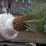 Na Rynek wjeżdżają palmy. Tropiki znowu w centrum Katowic