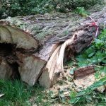 Służby ostrzegają przed silnym wiatrem w Katowicach