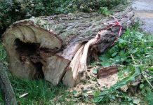 Służby ostrzegają przed silnym wiatrem. Nawet 80 km/h