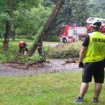 To drzewo w Parku Kościuszki mogło zabić. Na pewno narobiłoby szkód