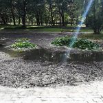 Ryby zostały bez wody w Parku Kościuszki? Urzędnicy uspokajają, choć nie wszystkich przekonali