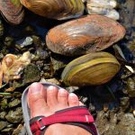 Małże masowo umierają w Katowicach. „Dobrze, jeśli jest to śmierć z przyczyn naturalnych”