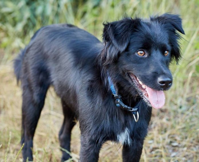 pestka zagiął pies