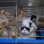 Króliki szukają domu. Uratowano ich 191