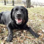 Ktoś zafundował Dakarowi z Katowic śmierć w męczarniach. Uważajcie na swoje czworonogi