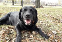 Ktoś zafundował Dakarowi z Katowic śmierć w męczarniach. Uważajcie na swoje czworonogi