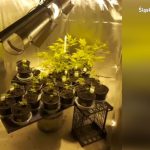 Katowicka policja zlikwidowała plantację konopi. Przejęli też gotowy do sprzedania susz