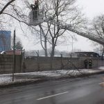 Drzewo niemal runęło na chodnik w Katowicach. Trzeba było wstrzymać ruch