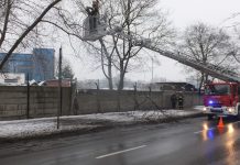 Drzewo niemal runęło na chodnik w Katowicach. Trzeba było wstrzymać ruch