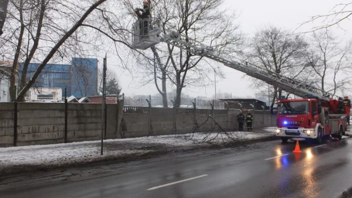 wycianniedrzewaulicaobroki